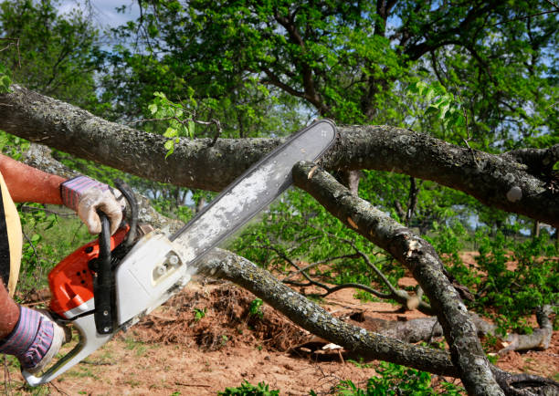 Best Stump Grinding Near Me  in USA